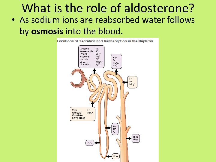 What is the role of aldosterone? • As sodium ions are reabsorbed water follows