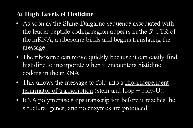 At High Levels of Histidine • As soon as the Shine-Dalgarno sequence associated with