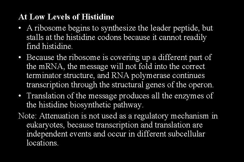 At Low Levels of Histidine • A ribosome begins to synthesize the leader peptide,