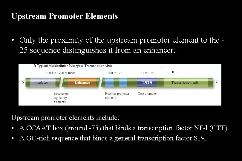 Upstream Promoter Elements • Only the proximity of the upstream promoter element to the