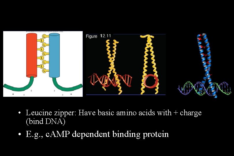  • Leucine zipper: Have basic amino acids with + charge (bind DNA) •