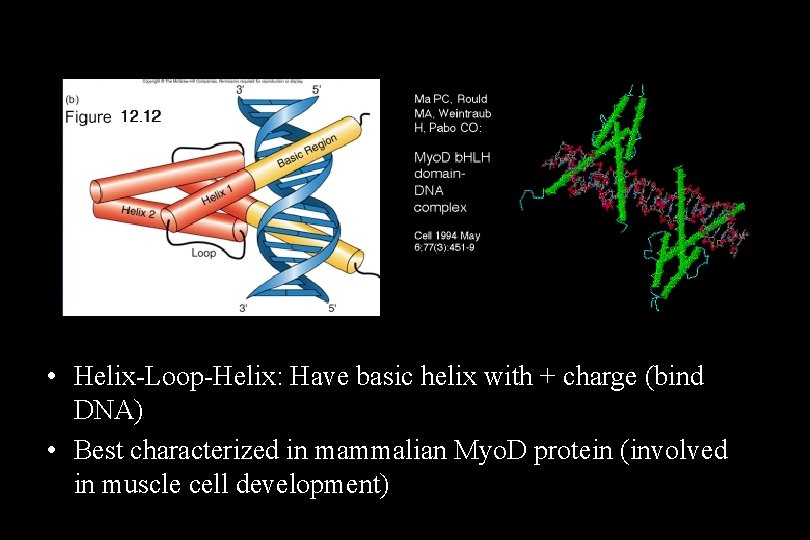  • Helix-Loop-Helix: Have basic helix with + charge (bind DNA) • Best characterized