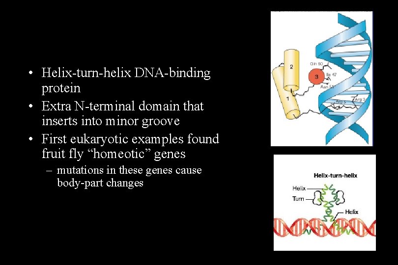  • Helix-turn-helix DNA-binding protein • Extra N-terminal domain that inserts into minor groove