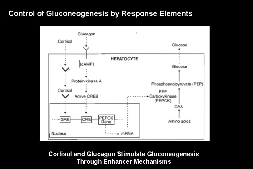 Control of Gluconeogenesis by Response Elements Cortisol and Glucagon Stimulate Gluconeogenesis Through Enhancer Mechanisms