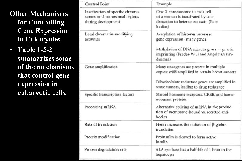 Other Mechanisms for Controlling Gene Expression in Eukaryotes • Table 1 -5 -2 summarizes