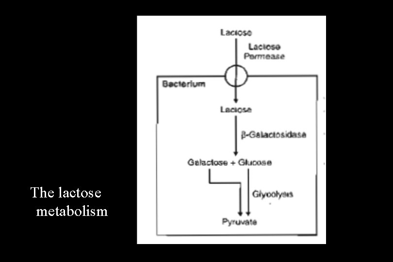 The lactose metabolism 