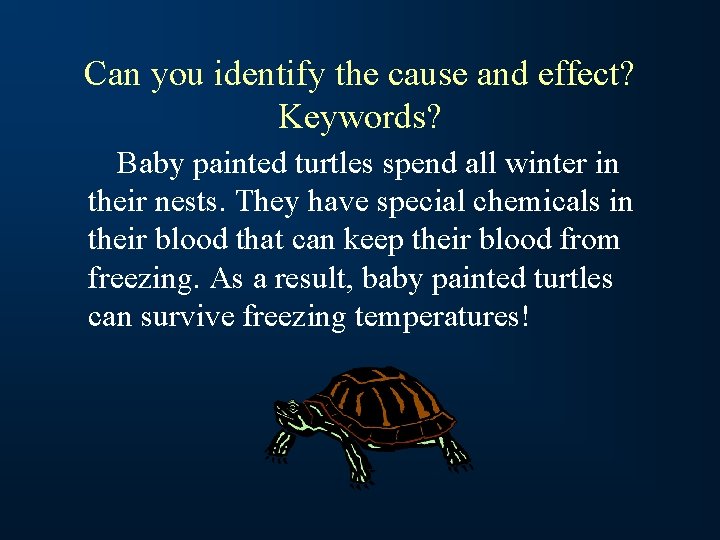 Can you identify the cause and effect? Keywords? Baby painted turtles spend all winter