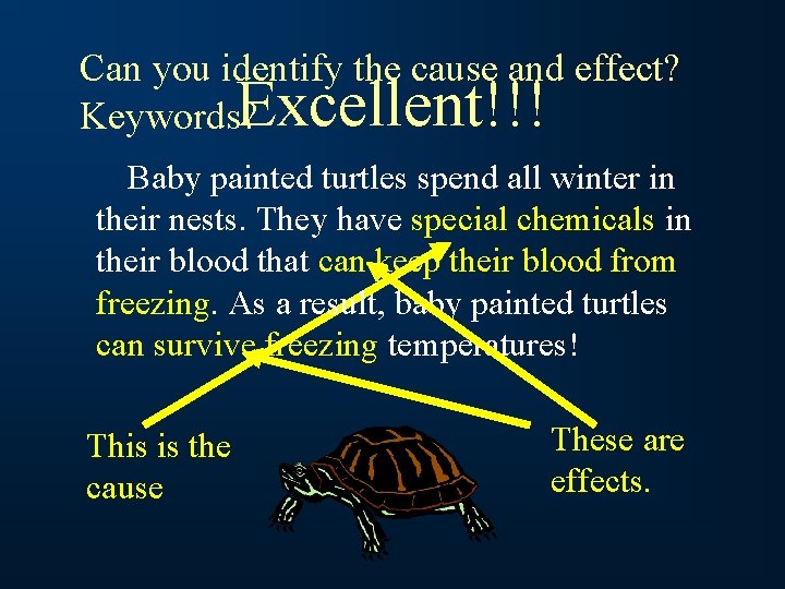 Can you identify the cause and effect? Keywords? Excellent!!! Baby painted turtles spend all