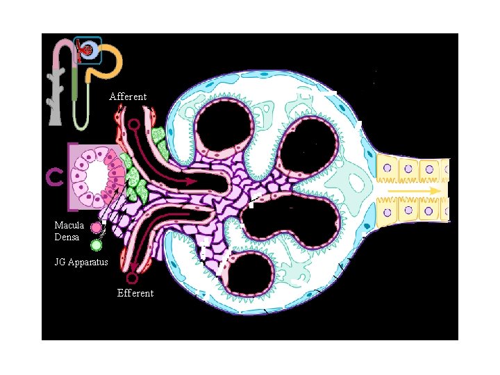 Afferent Macula Densa JG Apparatus Efferent 