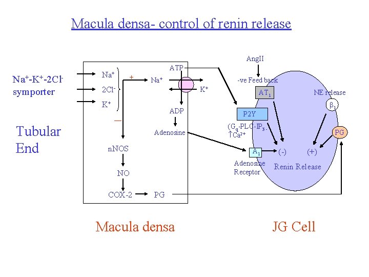 Macula densa- control of renin release Ang. II Na+-K+-2 Clsymporter ATP Na+ + Na+