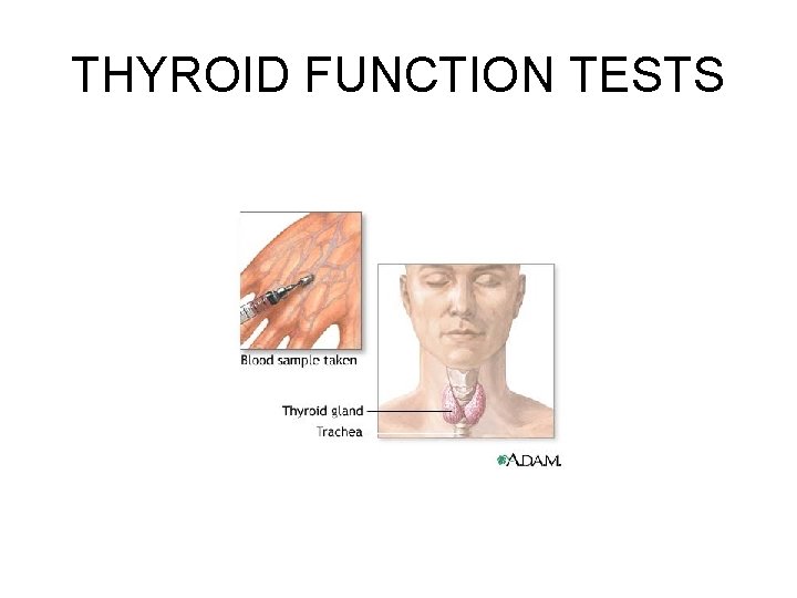 THYROID FUNCTION TESTS 