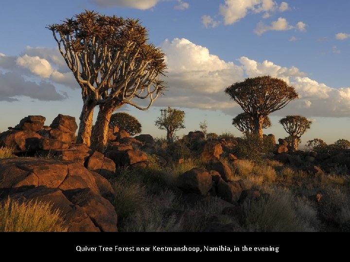Quiver Tree Forest near Keetmanshoop, Namibia, in the evening 
