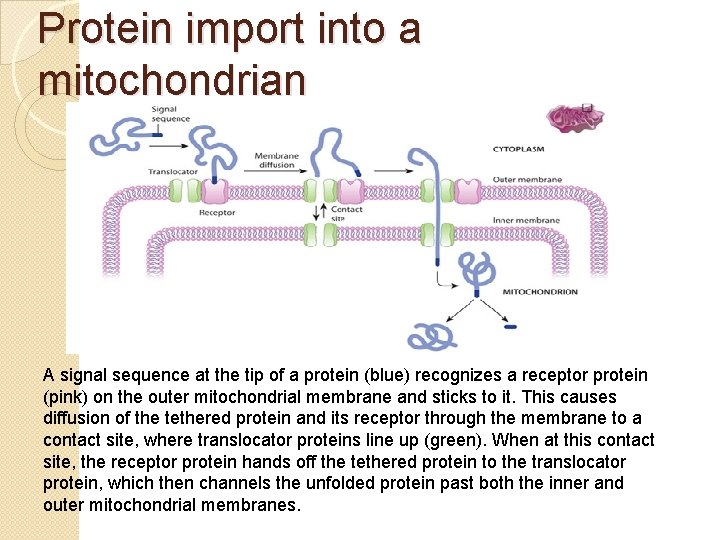 Protein import into a mitochondrian A signal sequence at the tip of a protein