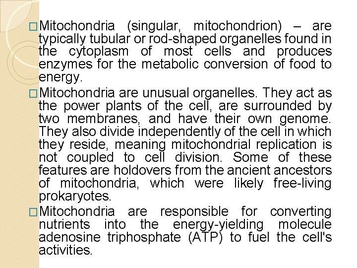 �Mitochondria (singular, mitochondrion) – are typically tubular or rod-shaped organelles found in the cytoplasm