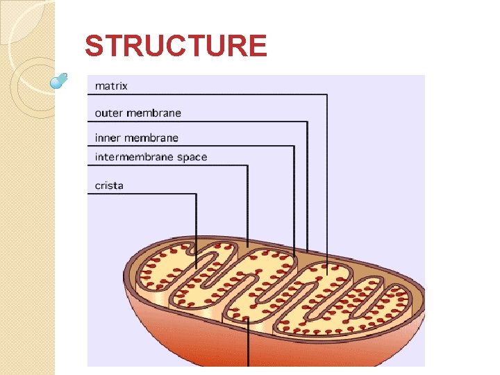  STRUCTURE A mitochondrion contains outer and inner membranes composed of phospholipid bilayers and