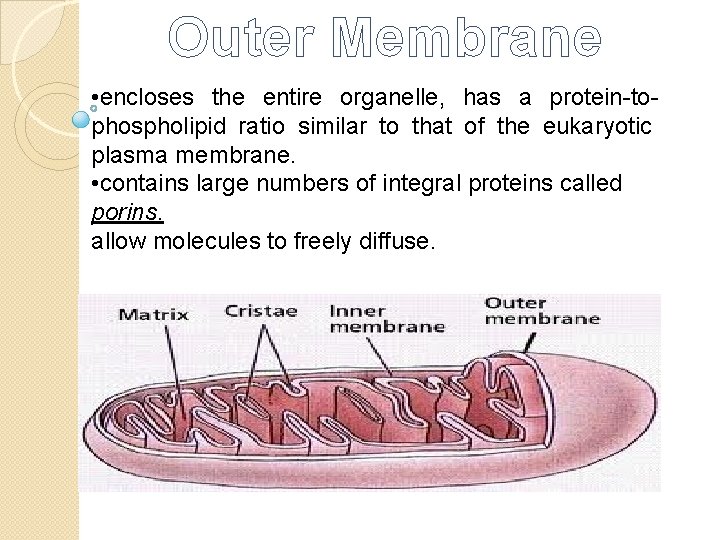 Outer Membrane • encloses the entire organelle, has a protein-tophospholipid ratio similar to that