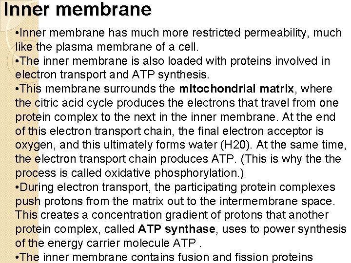 Inner membrane • Inner membrane has much more restricted permeability, much like the plasma