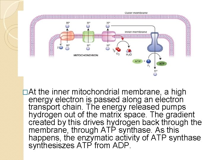 �At the inner mitochondrial membrane, a high energy electron is passed along an electron