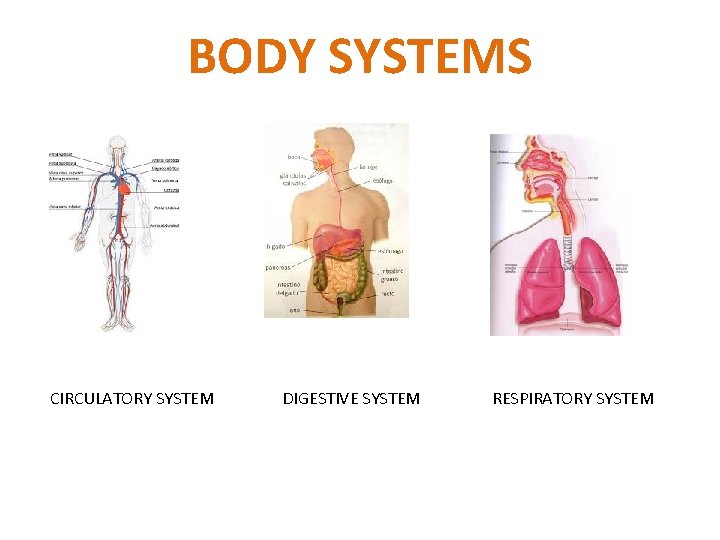 BODY SYSTEMS CIRCULATORY SYSTEM DIGESTIVE SYSTEM RESPIRATORY SYSTEM 