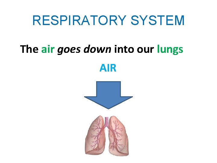 RESPIRATORY SYSTEM The air goes down into our lungs AIR 