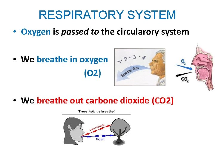 RESPIRATORY SYSTEM • Oxygen is passed to the circularory system • We breathe in