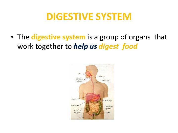 DIGESTIVE SYSTEM • The digestive system is a group of organs that work together