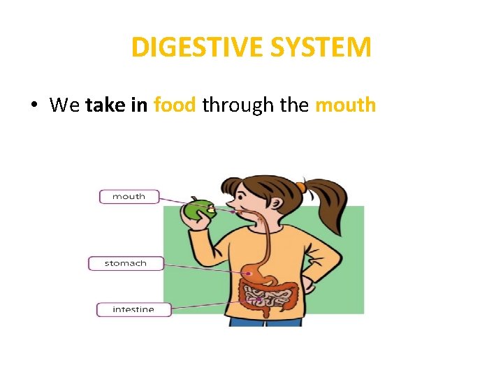DIGESTIVE SYSTEM • We take in food through the mouth 