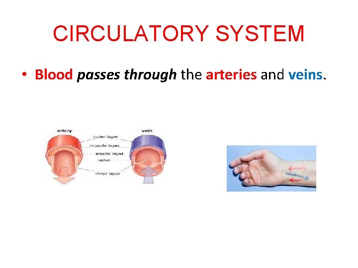 CIRCULATORY SYSTEM • Blood passes through the arteries and veins. 