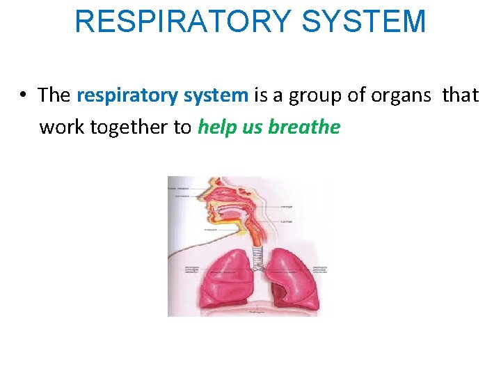 RESPIRATORY SYSTEM • The respiratory system is a group of organs that work together