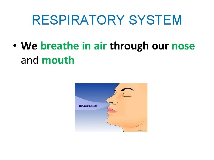 RESPIRATORY SYSTEM • We breathe in air through our nose and mouth 