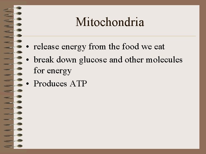 Mitochondria • release energy from the food we eat • break down glucose and