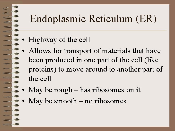 Endoplasmic Reticulum (ER) • Highway of the cell • Allows for transport of materials