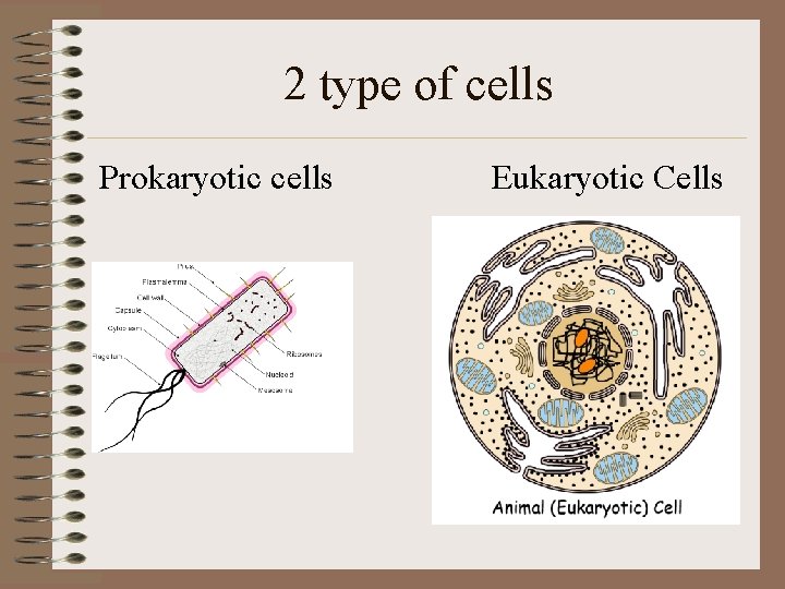 2 type of cells Prokaryotic cells Eukaryotic Cells 