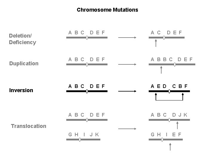 Chromosome Mutations Deletion/ Deficiency Duplication Inversion A B C D E F A B