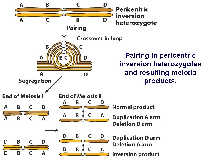 Pairing in pericentric inversion heterozygotes and resulting meiotic products. 