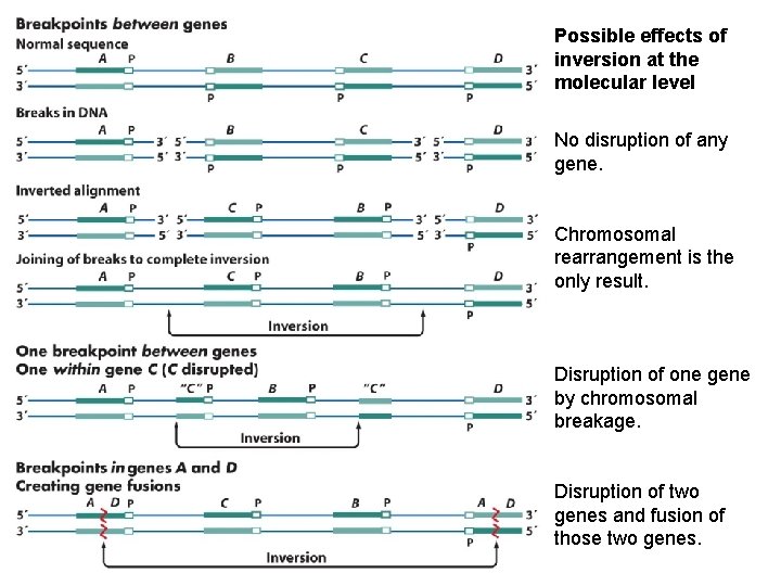 Possible effects of inversion at the molecular level No disruption of any gene. Chromosomal