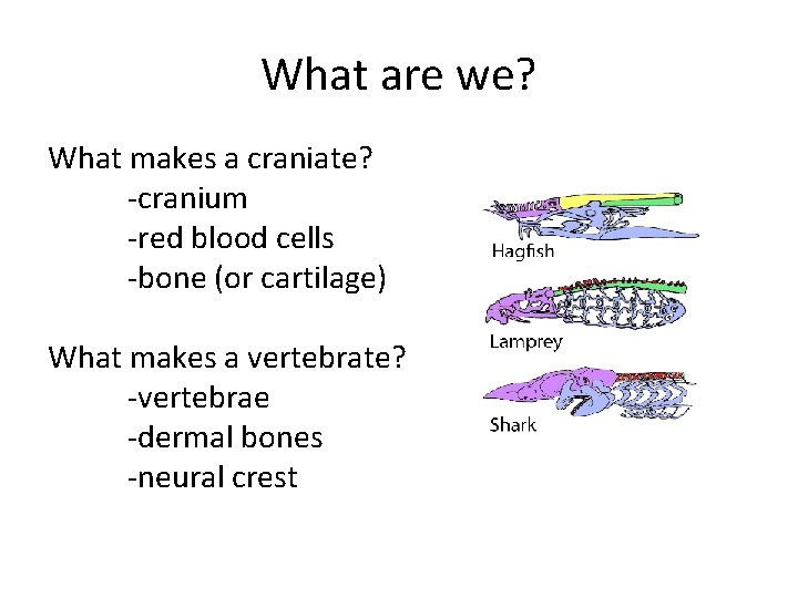 What are we? What makes a craniate? -cranium -red blood cells -bone (or cartilage)