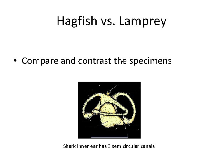Hagfish vs. Lamprey • Compare and contrast the specimens Shark inner ear has 3