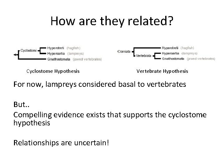 How are they related? Cyclostome Hypothesis Vertebrate Hypothesis For now, lampreys considered basal to