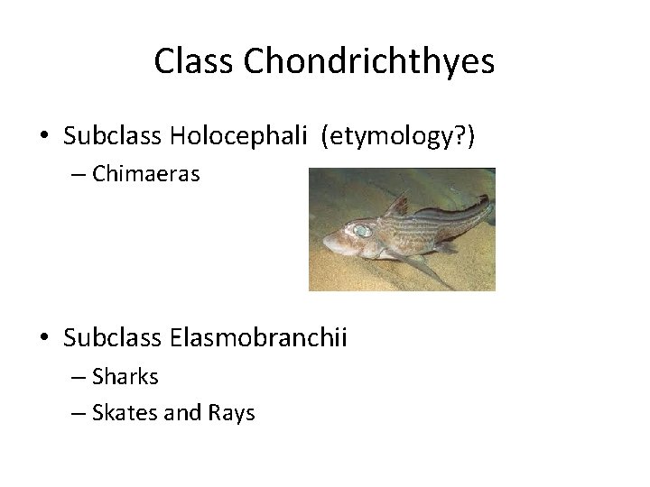 Class Chondrichthyes • Subclass Holocephali (etymology? ) – Chimaeras • Subclass Elasmobranchii – Sharks