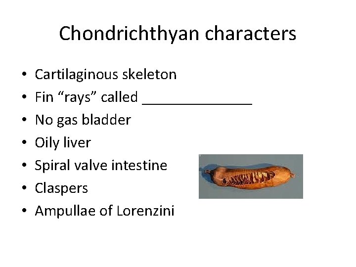 Chondrichthyan characters • • Cartilaginous skeleton Fin “rays” called _______ No gas bladder Oily