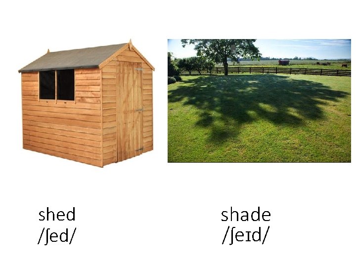 shed /ʃed/ shade /ʃeɪd/ 