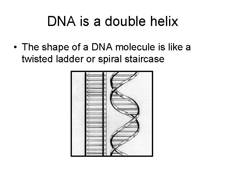 DNA is a double helix • The shape of a DNA molecule is like