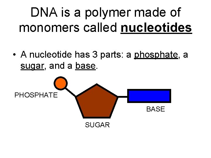 DNA is a polymer made of monomers called nucleotides • A nucleotide has 3
