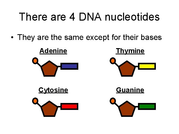 There are 4 DNA nucleotides • They are the same except for their bases