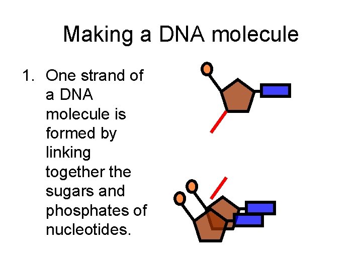 Making a DNA molecule 1. One strand of a DNA molecule is formed by