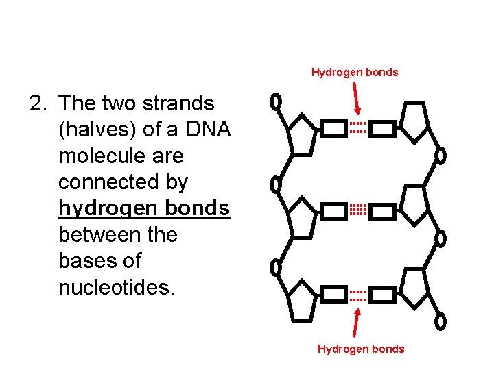 Hydrogen bonds 2. The two strands (halves) of a DNA molecule are connected by