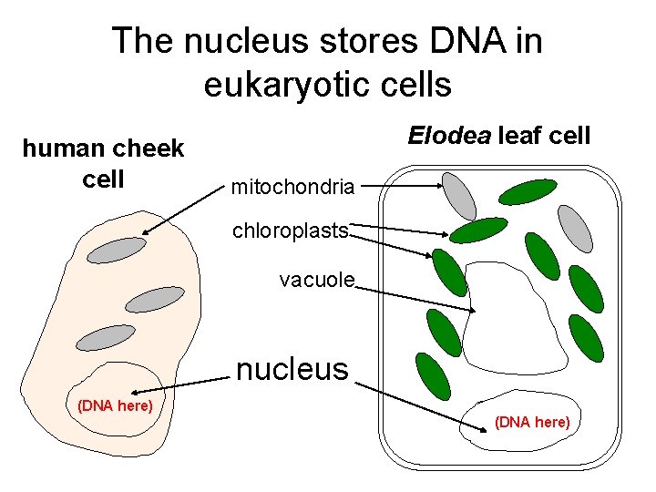 The nucleus stores DNA in eukaryotic cells human cheek cell Elodea leaf cell mitochondria