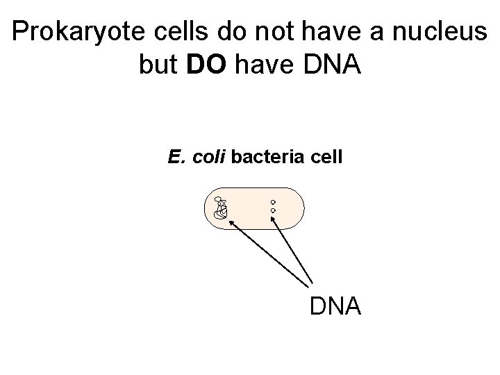 Prokaryote cells do not have a nucleus but DO have DNA E. coli bacteria