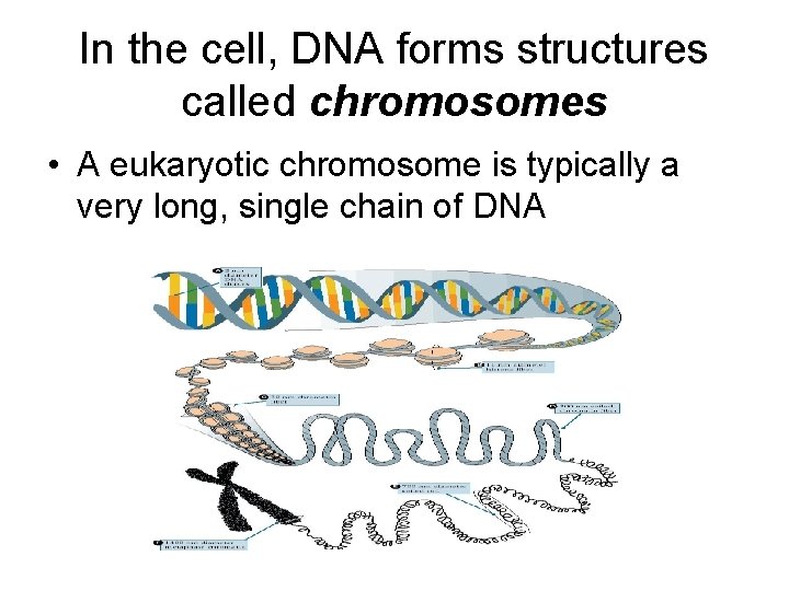 In the cell, DNA forms structures called chromosomes • A eukaryotic chromosome is typically